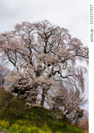 福島県郡山市天神夫婦桜 125237457