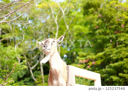 高いところに登るヤギ 高いところに登るヤギ 125237548