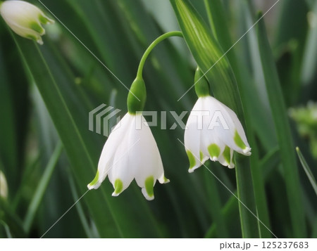 スノーフレークの花の写真 125237683