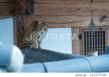 屋根瓦の上に猫のいる風景 125237706