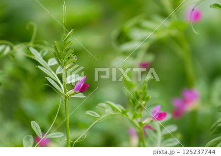 カラスノエンドウ02 125237744