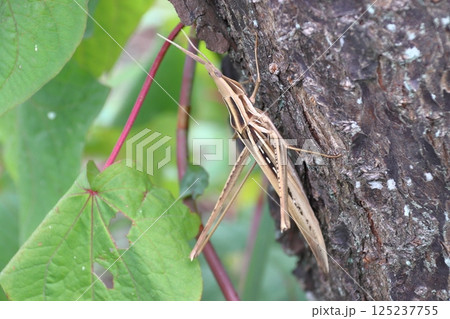 ショウリョウバッタ（メス：褐色） 125237755