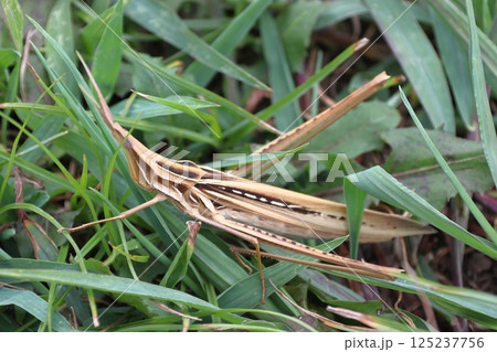 ショウリョウバッタ(メス:褐色) ショウリョウバッタ(メス:褐色) 125237756