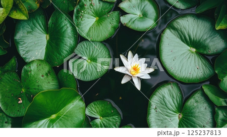 A single white flower is floating on top of a pond full of green leaves 125237813