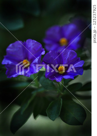 青いソラムネ・ラントネッティの花 125237925