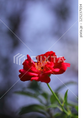 木漏れ日を浴びる赤い椿の花 木漏れ日を浴びる赤い椿の花 125237934