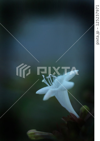 白いアベリアの花 125237971