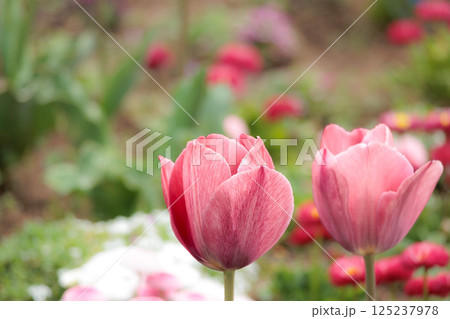 春の陽光を浴びて色とりどりに輝くチューリップ 春の陽光を浴びて色とりどりに輝くチューリップ 125237978