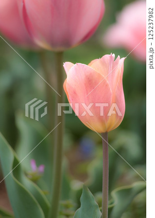 春の陽光を浴びて色とりどりに輝くチューリップ 125237982