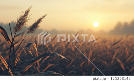A field of tall grass with a sun in the background A field of tall grass with a sun in the background 125238143