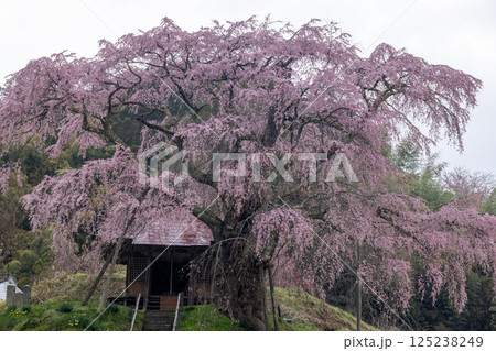 福島県郡山市石上の不動桜 125238249