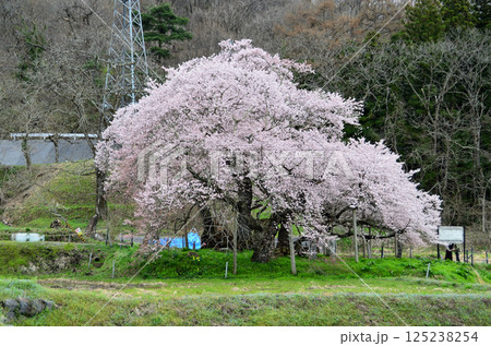 福島県会津若松市一箕町の美しい石部桜 福島県会津若松市一箕町の美しい石部桜 125238254