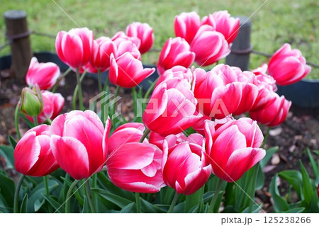 チューリップの花 125238266