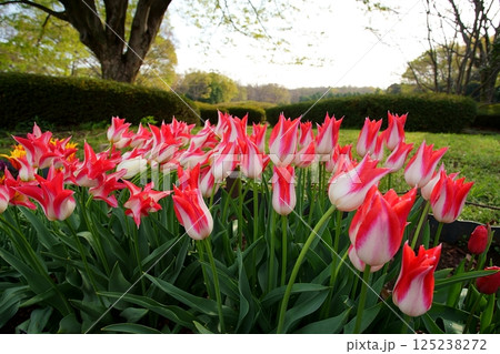 チューリップの花 125238272