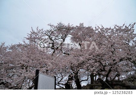 福島県会津若松市一箕町の美しい石部桜 福島県会津若松市一箕町の美しい石部桜 125238283