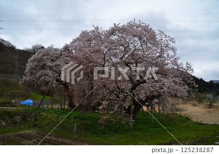 福島県会津若松市一箕町の美しい石部桜 125238287