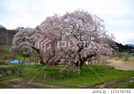 福島県会津若松市一箕町の美しい石部桜 125238288