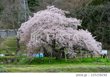 福島県会津若松市一箕町の美しい石部桜 125238292