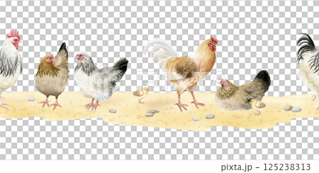 Roosters and chickens hens with baby chicks watercolor seamless border isolated on white. Poultry yard birds for farm animals horizontal banner designs. Realistic fowls on sand ground clipart Roosters and chickens hens with baby chicks watercolor seamless border isolated on white. Poultry yard birds for farm animals horizontal banner designs. Realistic fowls on sand ground clipart 125238313