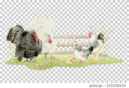 Black and white wild turkeys, rooster and chicken hen and baby chicks watercolor isolated illustration. Poultry yard birds grazing on grass for farm animals designs and Thanksgiving Day cards Black and white wild turkeys, rooster and chicken hen and baby chicks watercolor isolated illustration. Poultry yard birds grazing on grass for farm animals designs and Thanksgiving Day cards 125238314