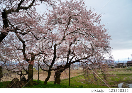 福島県会津若松市一箕町の美しい石部桜 125238333