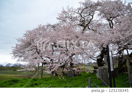 福島県会津若松市一箕町の美しい石部桜 福島県会津若松市一箕町の美しい石部桜 125238345