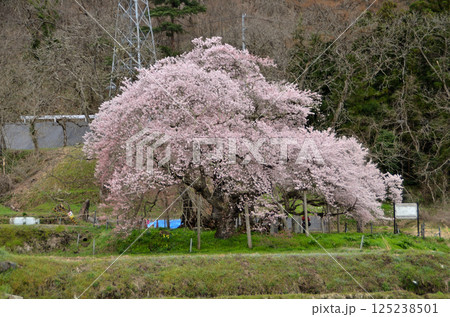 福島県会津若松市一箕町の美しい石部桜 福島県会津若松市一箕町の美しい石部桜 125238501