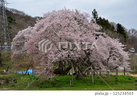 福島県会津若松市一箕町の美しい石部桜 125238503