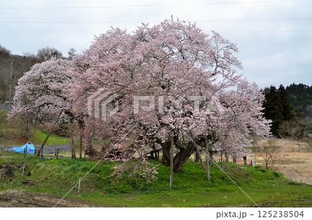福島県会津若松市一箕町の美しい石部桜 125238504