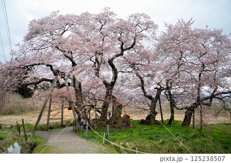 福島県会津若松市一箕町の美しい石部桜 125238507