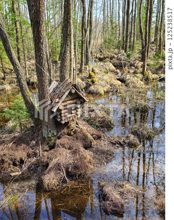Small wooden birdhouse, forest a spring flood Small wooden birdhouse, forest a spring flood 125238517
