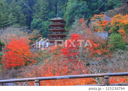 秋の長谷寺（本堂より・国宝・奈良県桜井市） 125238794