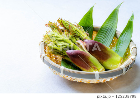 【春の味覚】山菜の王様・タラの芽【長野県】 【春の味覚】山菜の王様・タラの芽【長野県】 125238799