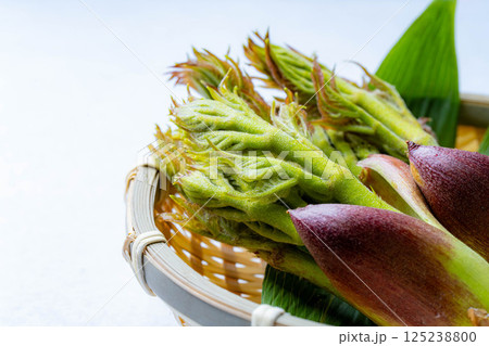 【春の味覚】山菜の王様・タラの芽【長野県】 125238800