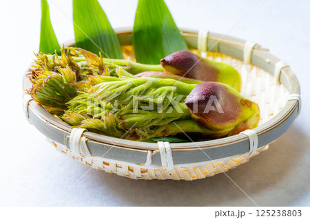 【春の味覚】山菜の王様・タラの芽【長野県】 【春の味覚】山菜の王様・タラの芽【長野県】 125238803