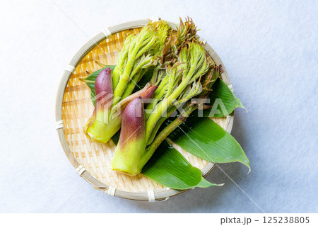 【春の味覚】山菜の王様・タラの芽【長野県】 【春の味覚】山菜の王様・タラの芽【長野県】 125238805