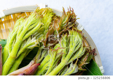 【春の味覚】山菜の王様・タラの芽【長野県】 【春の味覚】山菜の王様・タラの芽【長野県】 125238806