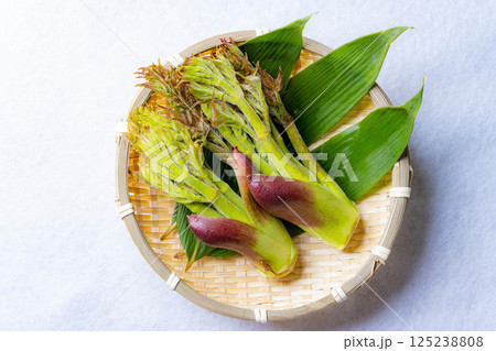 【春の味覚】山菜の王様・タラの芽【長野県】 【春の味覚】山菜の王様・タラの芽【長野県】 125238808