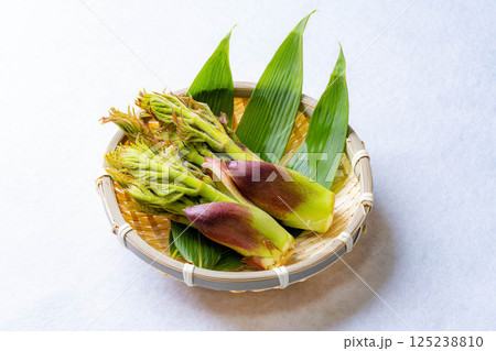 【春の味覚】山菜の王様・タラの芽【長野県】 【春の味覚】山菜の王様・タラの芽【長野県】 125238810