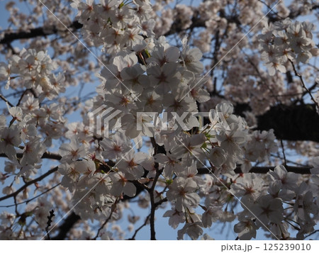見上げた桜 125239010