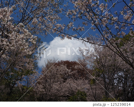 見上げた桜 125239014