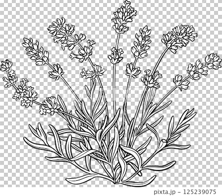Lavender Plant with Flowers and Leaves Outline Illustration. 125239075
