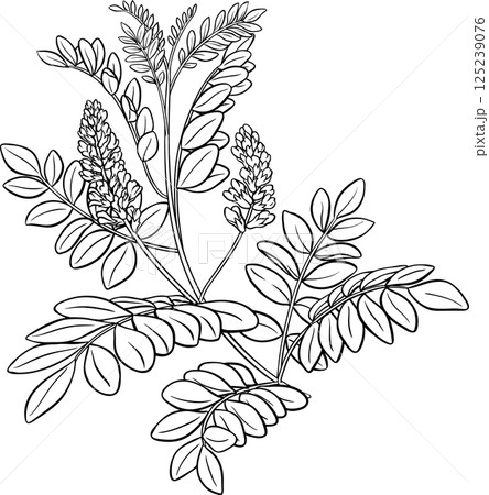 Licorice Plant with Flowers and Leaves Outline Illustration Licorice Plant with Flowers and Leaves Outline Illustration 125239076