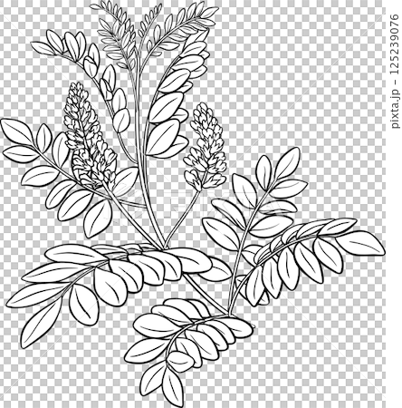 Licorice Plant with Flowers and Leaves Outline Illustration Licorice Plant with Flowers and Leaves Outline Illustration 125239076