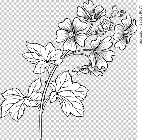 Malva Plant with Flowers and Leaves Outline Illustration.  125239077