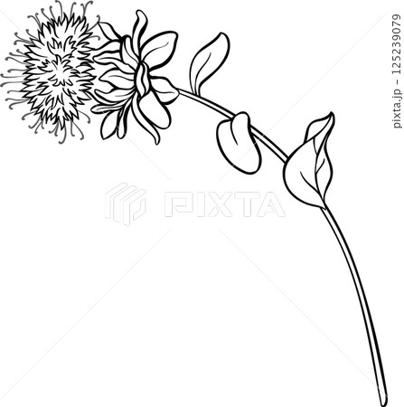 Safflower Plant with Flower and Leaves Outline Illustration. Safflower Plant with Flower and Leaves Outline Illustration. 125239079