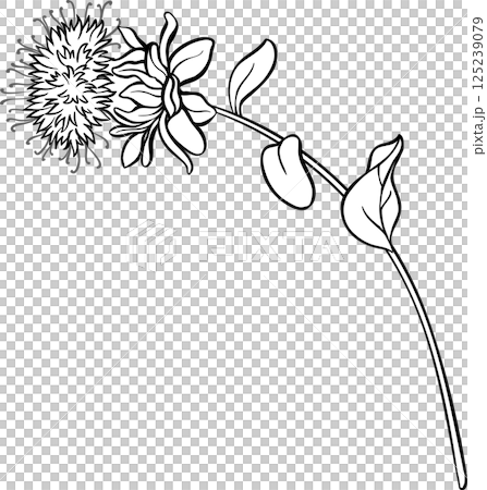 Safflower Plant with Flower and Leaves Outline Illustration. Safflower Plant with Flower and Leaves Outline Illustration. 125239079