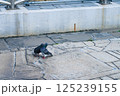 戯れる鳩 125239155