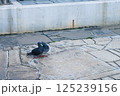 歩道にいた鳩 125239156