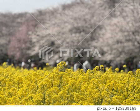 桜 桜祭り 菜の花 桜 桜祭り 菜の花 125239169